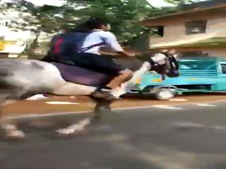 VIRAL VIDEO 10th girl student ride horse to go for examination video goes viral VIRAL VIDEO: घोड़े पर सवार 10वीं का एग्जाम देने पहुंची छात्रा, सोशल मीडिया पर वीडियो वायरल