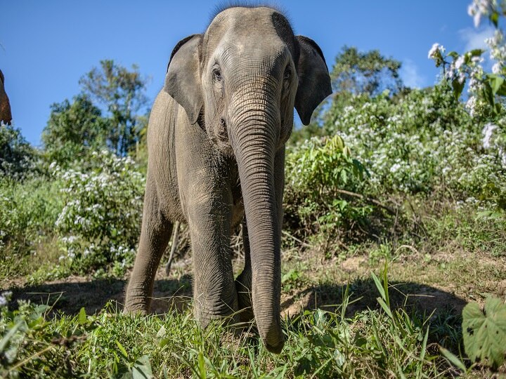 Elephant takes off farmer relieving self in open and gives 50 metres ride पश्चिम बंगाल: खुले में शौच कर रहे व्यक्ति को हाथी ने दी 'सजा', सूंड से उठाया और  50 मीटर दूर जाकर पटका