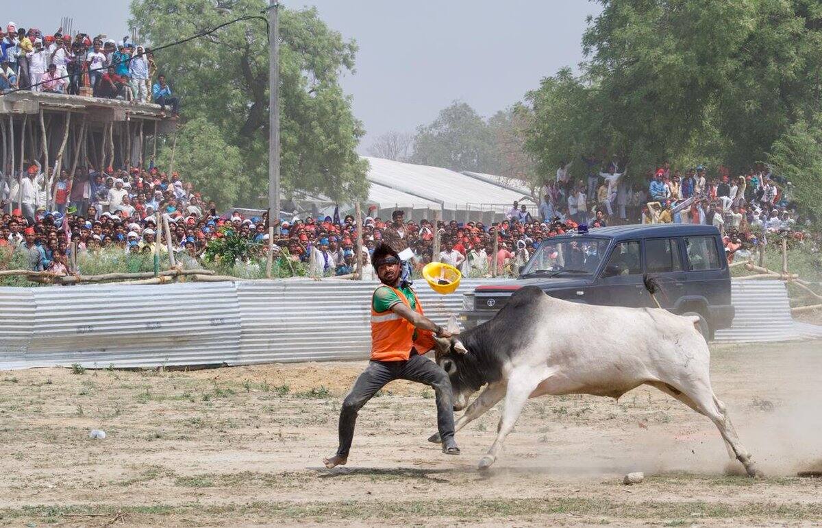 मायावती ने बीजेपी पर लगाया आरोप, कहा- हमारी जनसभाओं में जानबूझ कर आवारा पशु छोड़ रहे भाजपाई