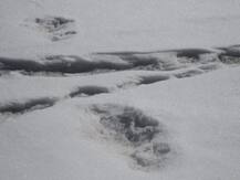 भारतीय सेना ने किया हिम मानव ‘येती’ की मौजूदगी का दावा, शेयर की येती के पैरों के निशान वाली तस्वीरें