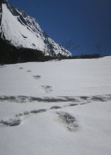 ऐसा कहा जा रहा है कि ये निशान हिम मानव 'येती' के हो सकते हैं. भारतीय सेना ने इससे जुड़ी कुल तीन तस्वीरे शेयर की हैं. इसके फुटप्रिंट की लंबाई 32 इंच और चौड़ाई 15 इंच मापी गई जो इस इलाके में रहने वाले किसी और जानवर से मेल नहीं खाती.