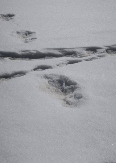 माना जा रहा है कि अब वैज्ञानिक सेना के इस दावे की जांच पड़ताल करेंगे.