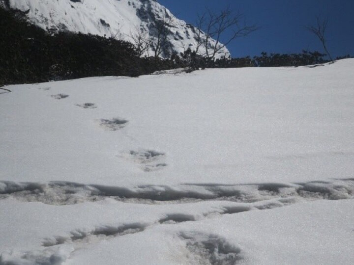 know about yeti indian army moutaineering expedition team has sited mysterious footprints भारतीय सेना ने किया हिम मानव 'येति' की मौजूदगी का दावा, जानें क्या होता है येति