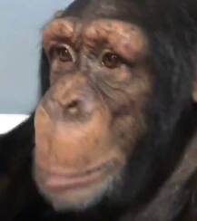 अपने मालिक के मोबाइल पर इंस्टाग्राम यूज करता है ये चिंपाजी, देखें तस्वीरें