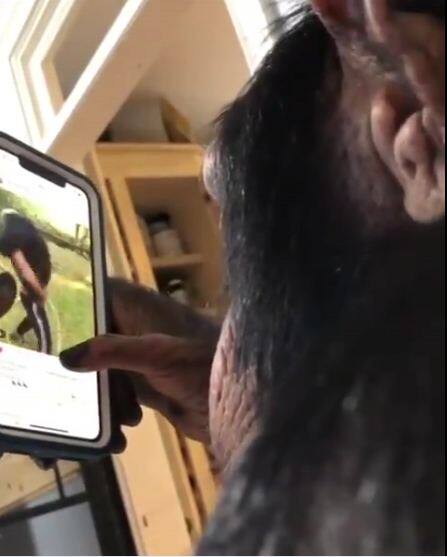 ट्विटर पर एक व्यक्ति ने लिखा है कि चिंपाजी का इंस्टाग्राम इस्तेमाल करते हुए देखना आई ओपनिंग है. एक ने लिखा है कि ये फैसिनेटिंग है. 