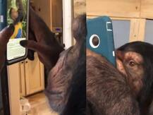 अपने मालिक के मोबाइल पर इंस्टाग्राम यूज करता है ये चिंपाजी, देखें तस्वीरें