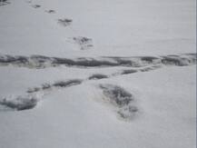 नेपाली अधिकारियों का दावा- इंडियन आर्मी ने जो पैरों के निशान देखें वह \'येति\' के नहीं, जंगली भालू के हैं