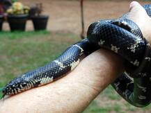 अजब-गजब हादसा: सांप ने आदमी को काटा, आदमी ने सांप को काटा, दोनों की मौत