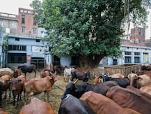 दिल्लीः चुनाव से ऐन पहले त्रिलोकपुरी में सांप्रदायिक तनाव, दो गाय मृत मिली