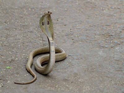 Snake Bites Man In Gujarat Vadodara Man Bites It Back Both Die ...