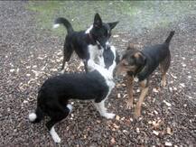 दिल्ली में कुत्ते-बिल्लियों के लिए बनेगा श्मशान घाट, अंतिम संस्कार के लिए पुजारी की भी होगी व्यवस्था