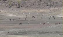 पिछले कई दिनों से भीषण सूखे की चपेट में महाराष्ट्र का बुलढाणा, बूंद-बूंद के लिए तरस रहे हैं लोग