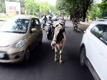 बाइक से टक्कर के बाद उग्र हुई आवारा गाय, सींग से हमला कर व्यक्ति को मार डाला