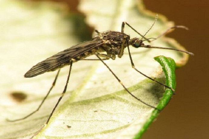 everything is know about west nile virus गर्मियों में सबसे ज्यादा फैलता है 'वेस्ट नाइल वायरस क्यूलेक्स' इंफेक्शन, जानें क्या है ये