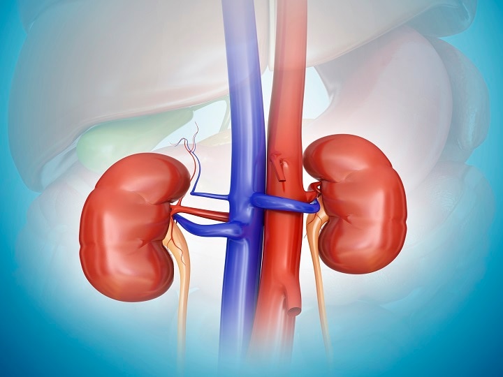 Tips to keep your kidneys healthy Treat kidney disease with these measures the effect will be seen in a few days इन उपायों से करें किडनी रोग का इलाज, कुछ ही दिनों में दिखेगा असर
