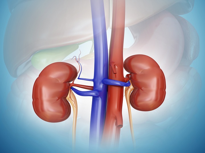 Tips to keep your kidneys healthy Treat kidney disease with these measures the effect will be seen in a few days