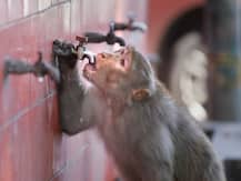 International Monkey Day: आज मनाया जा रहा है 'इंटरनेशनल मंकी डे', जानिए इसका महत्व क्या है