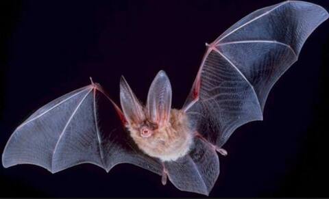 जानें, आखिर क्या है निपाह वायरस और कैसे इससे बचाव कर सकते हैं