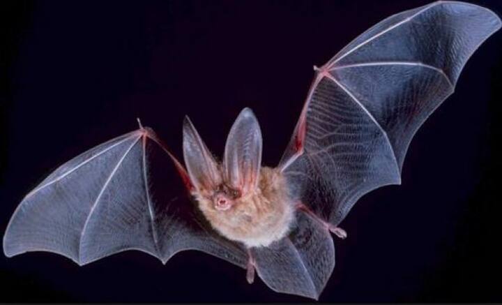 निपाह वायरस स्वाभाविक रूप से चमगादड और सुअर जैसे जानवरों से मनुष्यों तक फैलता है. केंद्रीय स्वास्थ्य मंत्रालय के मुताबिक, चमगादड़, सूअर, कुत्ते, घोड़ों जैसे जानवरों में फैलने वाला निपाह वायरस जानवरों से मनुष्यों में भी फैल सकता है और इससे कई बार मनुष्यों को गंभीर बीमारी भी हो सकती है.