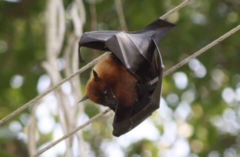 जानें, आखिर क्या है निपाह वायरस और कैसे इससे बचाव कर सकते हैं