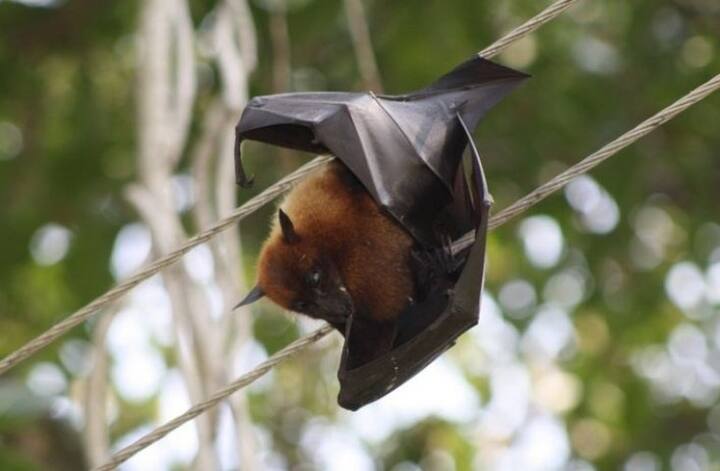 निपाह वायरस के सामान्य लक्षणों की बात करें तो इनमें बुखार, सिर दर्द, बेहोशी और मतली शामिल है. कुछ मामलों में, व्यक्ति को गले में कुछ फंसने का अनुभव, पेट दर्द, उल्टी, थकान और निगाह का धुंधलापन महसूस हो सकता है. लक्षण शुरू होने के दो दिन बाद पीड़ित के कोमा में जाने की संभावना बढ़ जाती है. वहीं इंसेफेलाइटिस के इंफेक्शन की भी संभावना रहती है, जो मस्तिष्क को प्रभावित करता है. ये वायरस जब इंसानों में इसका इंफेक्शन होता है, तो इसमें एसिम्प्टोमैटिक इन्फेक्शन से लेकर तीव्र रेस्पिरेटरी सिंड्रोम और घातक एन्सेफलाइटिस तक का क्लिनिकल प्रजेंटेशन सामने आता है.