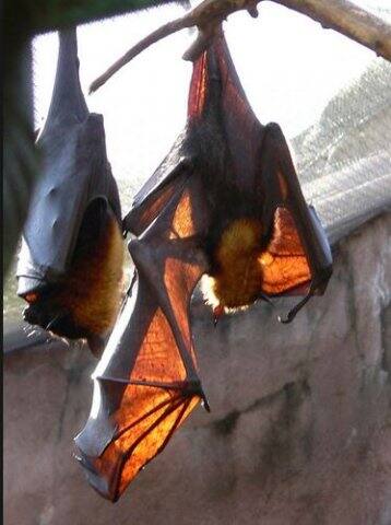 जानें, आखिर क्या है निपाह वायरस और कैसे इससे बचाव कर सकते हैं