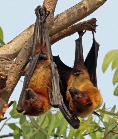 निपाह बुखार के बाद मरने वाले किसी भी व्यक्ति के मृत शरीर को ले जाते समय चेहरे को कवर करना महत्वपूर्ण है. मृत व्यक्ति को गले लगाने या चुंबन करने से बचें.