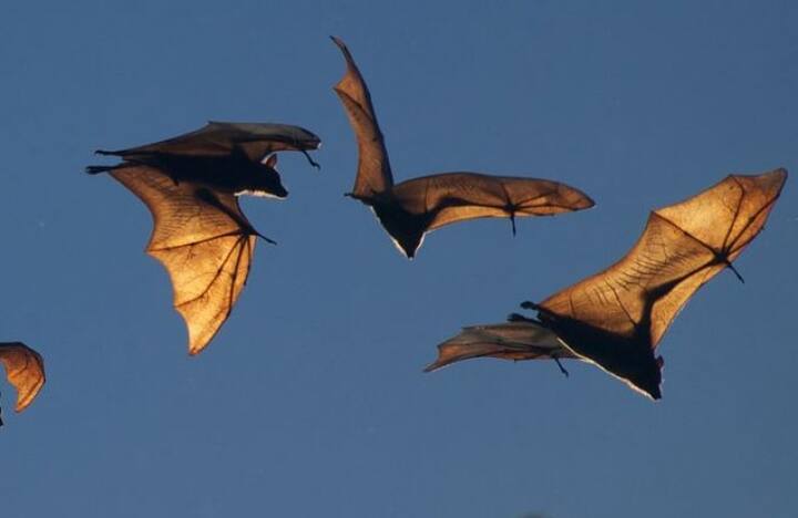 केंद्रीय स्वास्थ्य मंत्रालय ने पिछले साल एडवाइजरी जारी करते हुए लिखा था कि बीमारी के कारण मारे गए लोगों के शवों का अंतिम संस्कार सरकारी सलाह के अनुसार करना चाहिए और इस भावुक क्षण के दौरान बीमारी को परिवार के सदस्यों तक फैलने से रोकने के लिए विधि विधानों में बदलाव करने चाहिए.