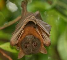 जानें, आखिर क्या है निपाह वायरस और कैसे इससे बचाव कर सकते हैं