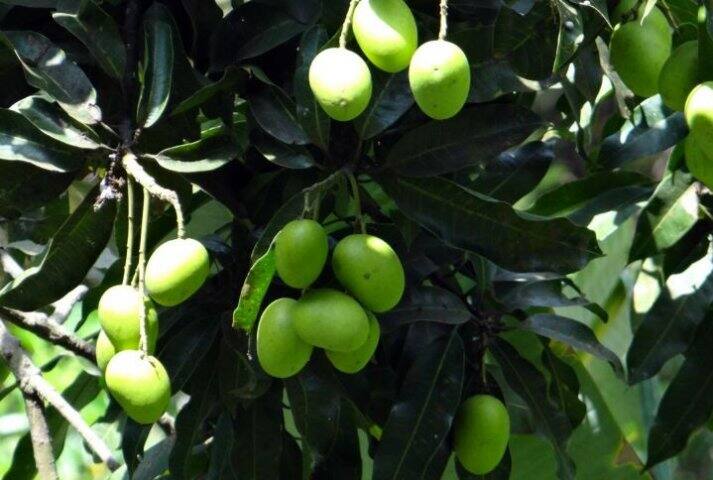 निपाह वायरस से बचने का सबसे सुरक्षित उपाय ये है कि आप सुनिश्चित करें कि आप जो खाना खाते हैं वह चमगादड़ या उनके मल से दूषित नहीं है.चमगादड़ के कुतरे फलों को खाने से बचें, पाम के पेड़ के पास खुले कंटेनर में बनी पीने वाली शराब पीने से बचें, बीमारी से पीड़ित किसी भी व्यक्ति से संपर्क में आने से बचें. अपने हाथों को अच्छी तरह से स्वच्छ करें और धोएं, आमतौर पर शौचालय के बाल्टी और मग, रोगी के लिए उपयोग किए जाने वाले कपड़े, बर्तन और सामान को अलग से साफ करें. ताड़ी और जमीन पर पड़े फलों का सेवन करने से बचें.