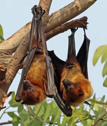 निपाह : केरल में 6 लोगों की जांच रिपोर्ट नेगेटिव