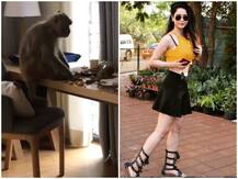 अभिनेत्री सौंदर्या शर्मा के घर में घुसकर बंदर ने मचाया आतंक, एक्ट्रेस ने शेयर की वीडियो