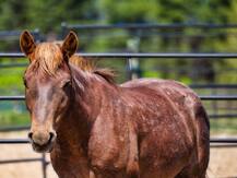 यूपी: गर्मी से परेशान घोड़ों के लिए लगाए गए कूलर और पंखे, पानी और मेडिकल का भी इंतजाम