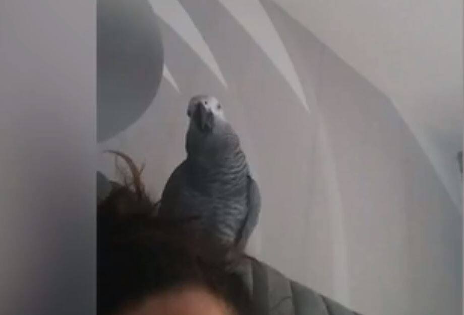 लिवरपूल के दिग्गज खिलाड़ी मोहम्मद सलाह के प्रशंसकों में शामिल हुआ ये तोता, गा रहा है गाना