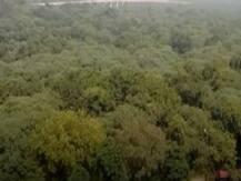 पेड़ों को बचाने के लिए मुंबई में चिपको आंदोलन की मुहिम, व्हाट्सएप ग्रुप के जरिए लोगों से जुड़ने की अपील