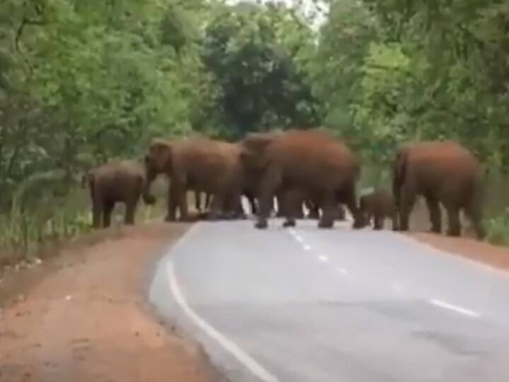 Must Watch Viral Video: Elephant Herd Takes Out Funeral Procession For Dead Calf VIRAL VIDEO: जब गम में डूबे हाथियों के झुंड ने निकाली अपने छोटे बच्चे की 'अंतिम यात्रा'