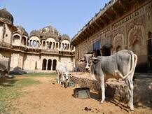 राजस्थान: बाड़मेर में भूख से गाय की गई जान, साधुओं ने निकाली अंतिम यात्रा, PM को एक लाख पोस्टर भेजने की तैयारी