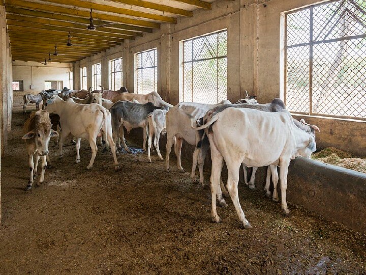 MP government to open cow shelters गौशाला के लिए टैक्स लगाने की तैयारी में सरकार