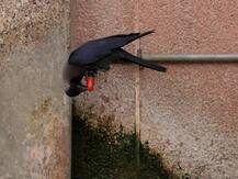 गर्मी का कहरः बिहार में लू के कारण 40 की मौत, दिल्ली में बारिश की संभावना