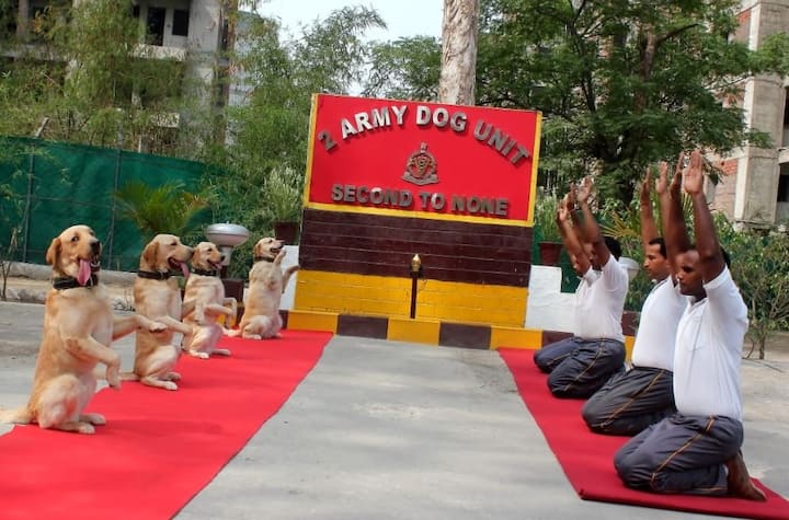 आर्मी के जवानों को देखकर प्राणायाम करते ट्रेंड कुत्ते. ये दृश्य देखने में काफी प्रेरणादायी लग रहा है. कुत्ते ने एक के बाद एक कई तरह के योगासन किये.