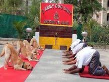 राहुल गांधी ने उड़ाया योग दिवस का मजाक, आर्मी की डॉग यूनिट की फोटो के साथ लिखा- न्यू इंडिया