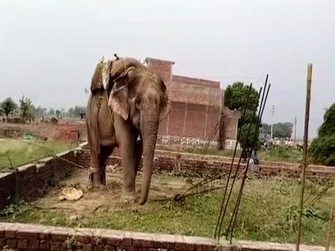 गोरखपुर: तिलक समारोह में बौराए हाथी ने मचाया तांडव, घोड़े को सूंड़ में उठाकर दूर फेंका गोरखपुर: तिलक समारोह में बौराए हाथी ने मचाया तांडव, घोड़े को सूंड़ में उठाकर दूर फेंका