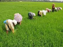 PM Kisan:  25 दिसंबर तक गुजरात के 51 लाख से ज्यादा किसानों के खातों में पहुंचेंगे 2 हजार रुपये