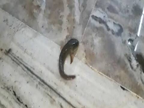 पटना: NMCH के वार्ड में घुसा बारिश का पानी, तैरती दिखीं मछलियां पटना: NMCH के वार्ड में घुसा बारिश का पानी, तैरती दिखीं मछलियां