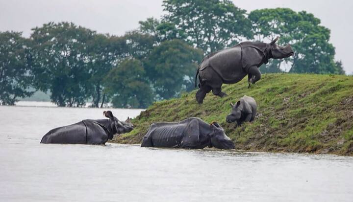 असम के कांजीरंगा नेशनल पार्क में भी भारी बारिश के कारण पानी भर गया और इसके चलते वहां से एक सींग वाले गैंडे निकलकर सूखे स्थान की तलाश में जाते हुए दिखाई दिए.
