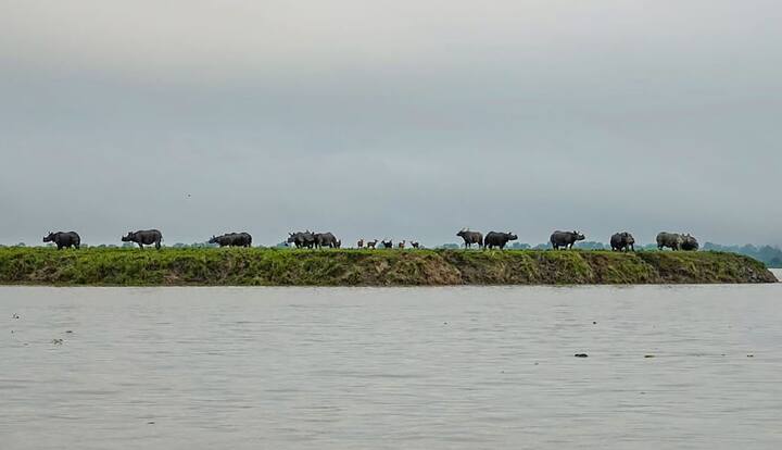 असम के कांजीरंगा नेशनल पार्क से गैंडों के सुरक्षित स्थान की ओर जाने की एक और तस्वीर.