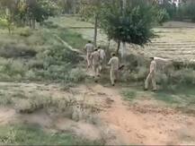 यूपी: संभल में दो सिपाहियों की हत्‍या कर तीन कैदी फरार, राइफल भी लूटी