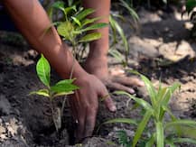 शिवराज सरकार ने 499 करोड़ में लगाए थे 7 करोड़ पौधे, अब कमलनाथ के 4 मंत्री करेंगे जांच