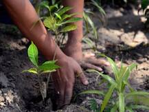 यूपी: पर्यावरण को प्रदूषण से बचाने के लिए ‘एक हाजी एक पेड़’ योजना लागू