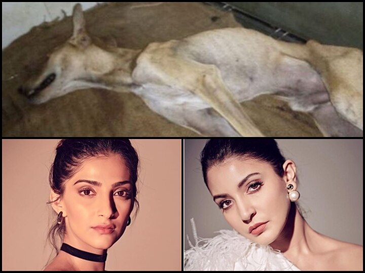 Sonam Kapoor, Anushka Sharma, Esha gupta seek justice for a dog beaten brutally in Mumbai मुंबई में की गई स्ट्रीट डॉग की बुरी तरह पिटाई, सोनम और अनुष्का ने की इंसाफ की मांग